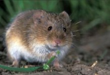田鼠和老鼠的区别-田鼠和老鼠的区别是什么