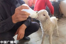 中国宠物羊-中国宠物羊培育基地在哪