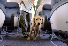 飞机托运宠物怎么去取-坐飞机托运宠物怎么办理