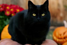 家里养黑猫好不好-纯黑的猫一般人养不了