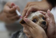 宠物狗需要打哪些疫苗-宠物狗需要打哪些疫苗,多少钱