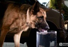 狗能喝茶水吗-狗狗不能喝的五种水