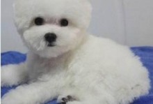 纯种比熊幼犬-纯种比熊幼犬活体白色可爱型