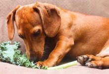 狗狗可以吃的蔬菜-狗狗可以吃的蔬菜狗狗吃的蔬菜