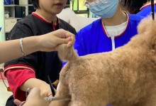 上海学宠物美容哪里好-上海宠物美容学校培训价格表