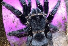 宠物蜘蛛商城-宠物蜘蛛商城官方网站
