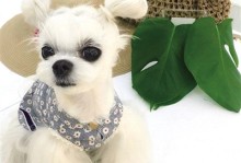 珍珠犬宠物-珍珠犬能活多少年