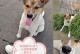 杭州宠物救助领养中心-杭州24小时宠物救助电话