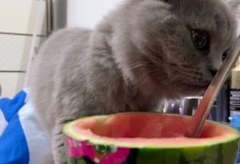 猫能吃西瓜吗-猫能吃西瓜吗0