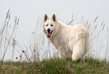 白色德国牧羊犬-白色德国牧羊犬价格