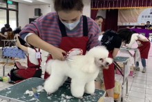 上海宠物美容学校-上海宠物美容师学校