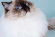 重点布偶猫图片-重点色布偶猫图片
