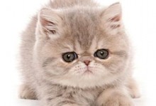宠物猫咪图片-宠物猫咪图片介绍