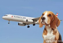 飞机可以托运宠物-飞机可以托运宠物鸟吗