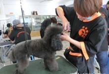 浙江宠物美容师培训学校-杭州宠物美容师宠物美容培训