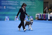 宠物相关比赛-国际宠物比赛视频