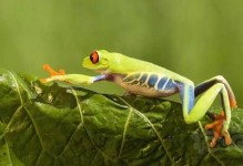 树蛙宠物品种-树蛙宠物品种图片