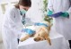 如何做宠物医生-想做宠物医生应该学什么专业