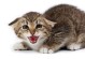 猫咪应激反应-猫咪应激反应的症状和解决的办法