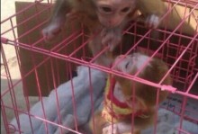 养宠物猴子技巧-养宠物猴子技巧视频