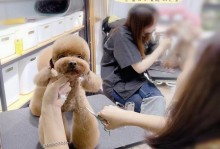 西安宠物美容师培训-西安宠物美容培训学校招生