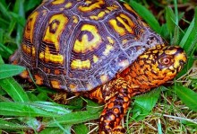 最贵的宠物龟-最贵宠物龟十大排名