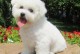 中国卖狗网-中国买狗最放心的网站