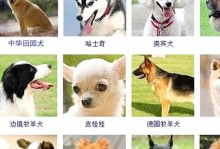 宠物狗品种名字及图片-宠物狗品种名字及图片 小型