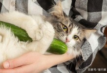 猫咪能吃黄瓜吗-猫可以吃黄瓜嘛?