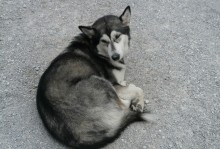 西伯利亚犬-西伯利亚犬图片