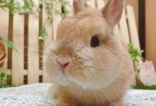 好养的宠物兔-好养的宠物兔子品种