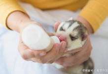 宠物奶粉怎么喂养-宠物奶粉是用什么做的