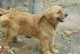 潍坊宠物狗市场-潍坊哪里有卖宠物狗的最大最出名的宠物市场