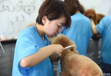 宠物手术培训机构-宠物外科手术培训机构