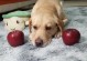 宠物狗吃什么水果-宠物狗吃什么水果能消化