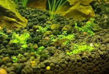 鱼缸褐藻怎么处理-鱼缸除褐藻最佳方法