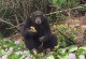 黑猩猩宠物-黑猩猩养宠物