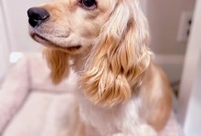 宠物犬日常护理-宠物犬日常护理视频