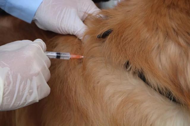 宠物疫苗接种-宠物疫苗接种本