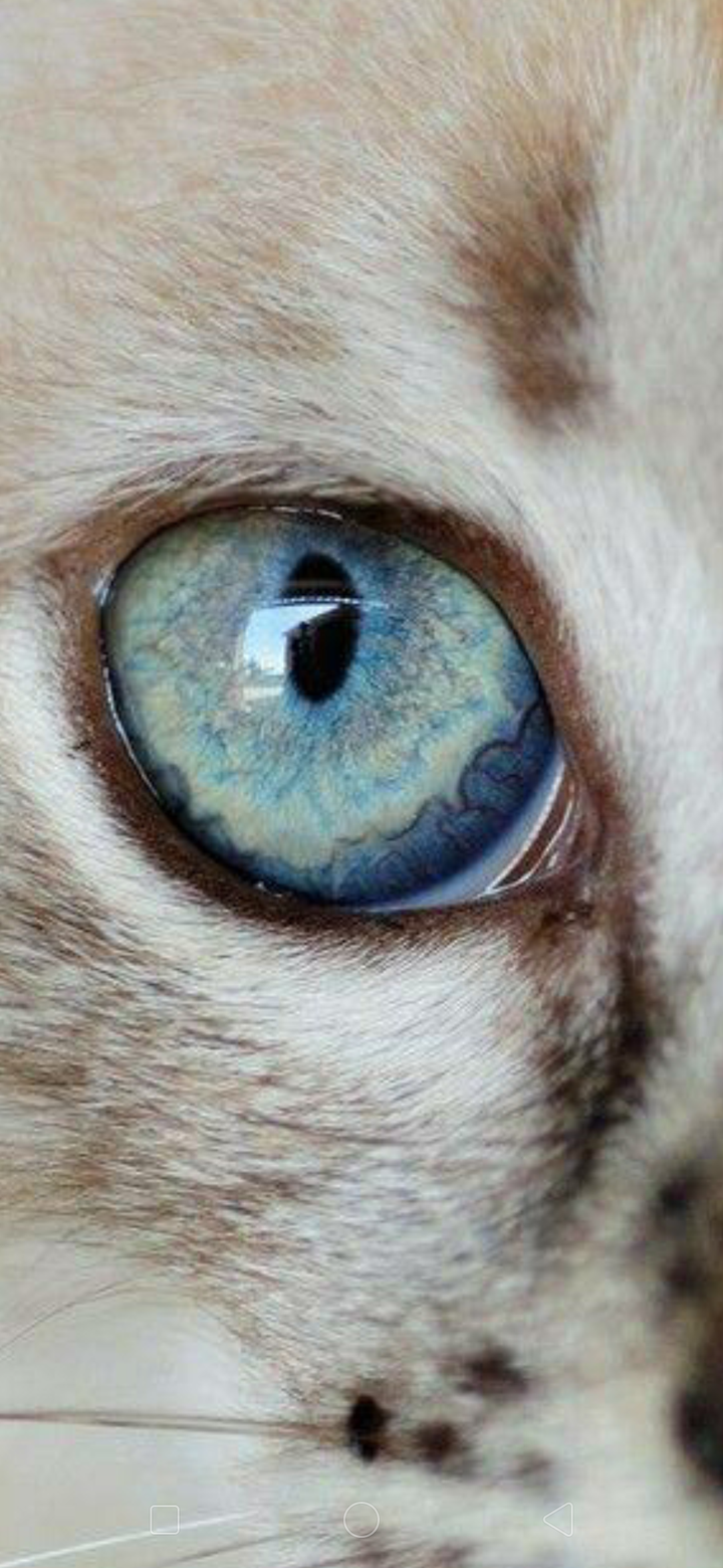 猫眼睛的变化-猫眼睛的变化跟什么有关