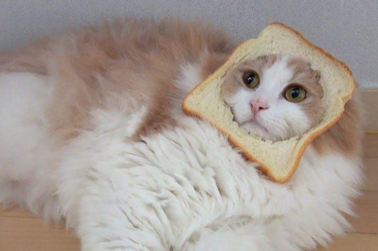 宠物猫能吃面包吗-宠物猫能吃面包吗?