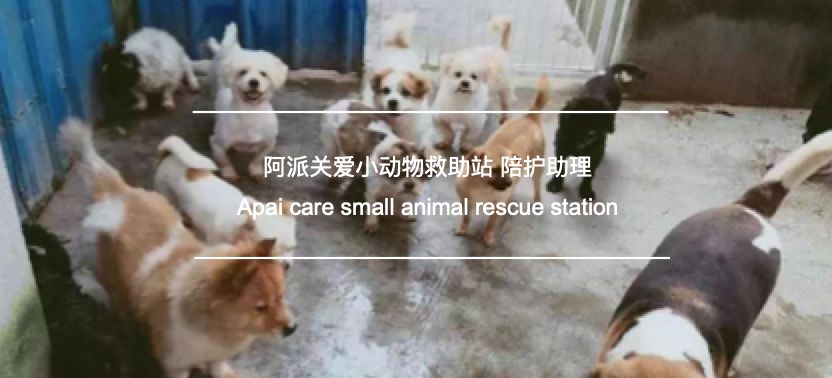 广州哪里有宠物救助站-广州哪里有宠物救助站啊