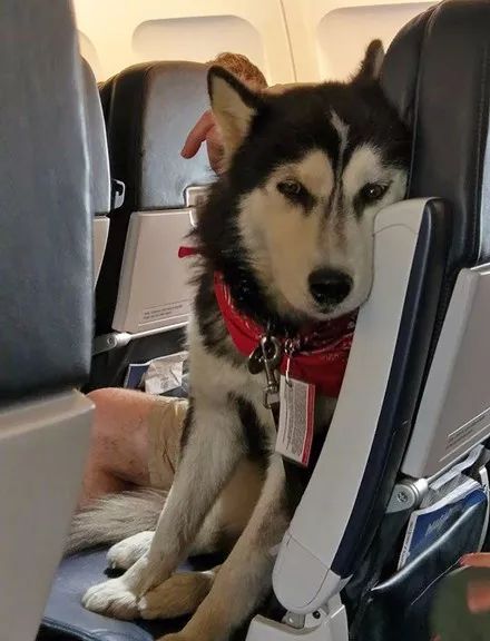 宠物可不可以带上飞机-宠物可以带上飞机或者高铁吗