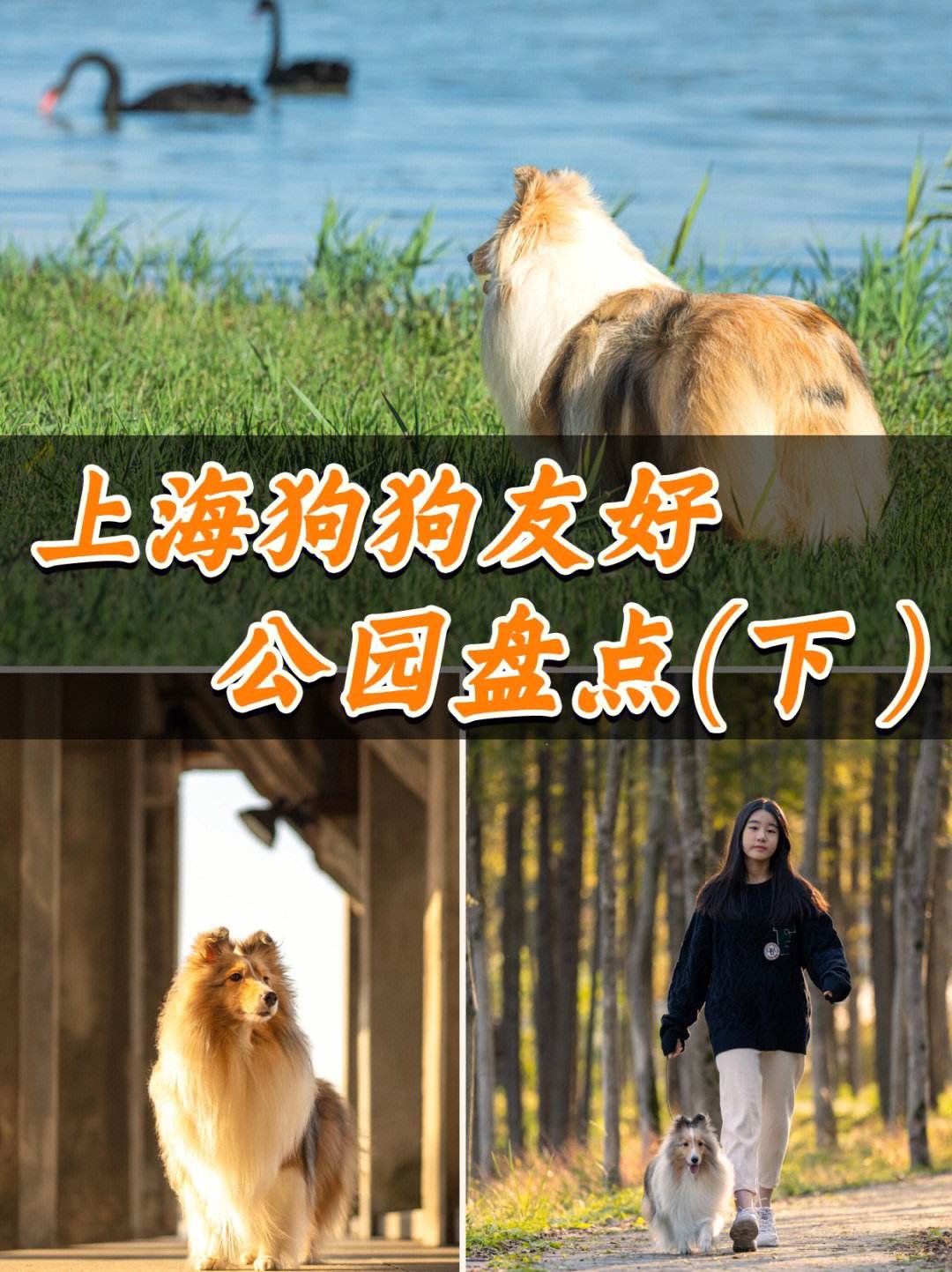 上海宠物组织-上海宠物协会电话多少