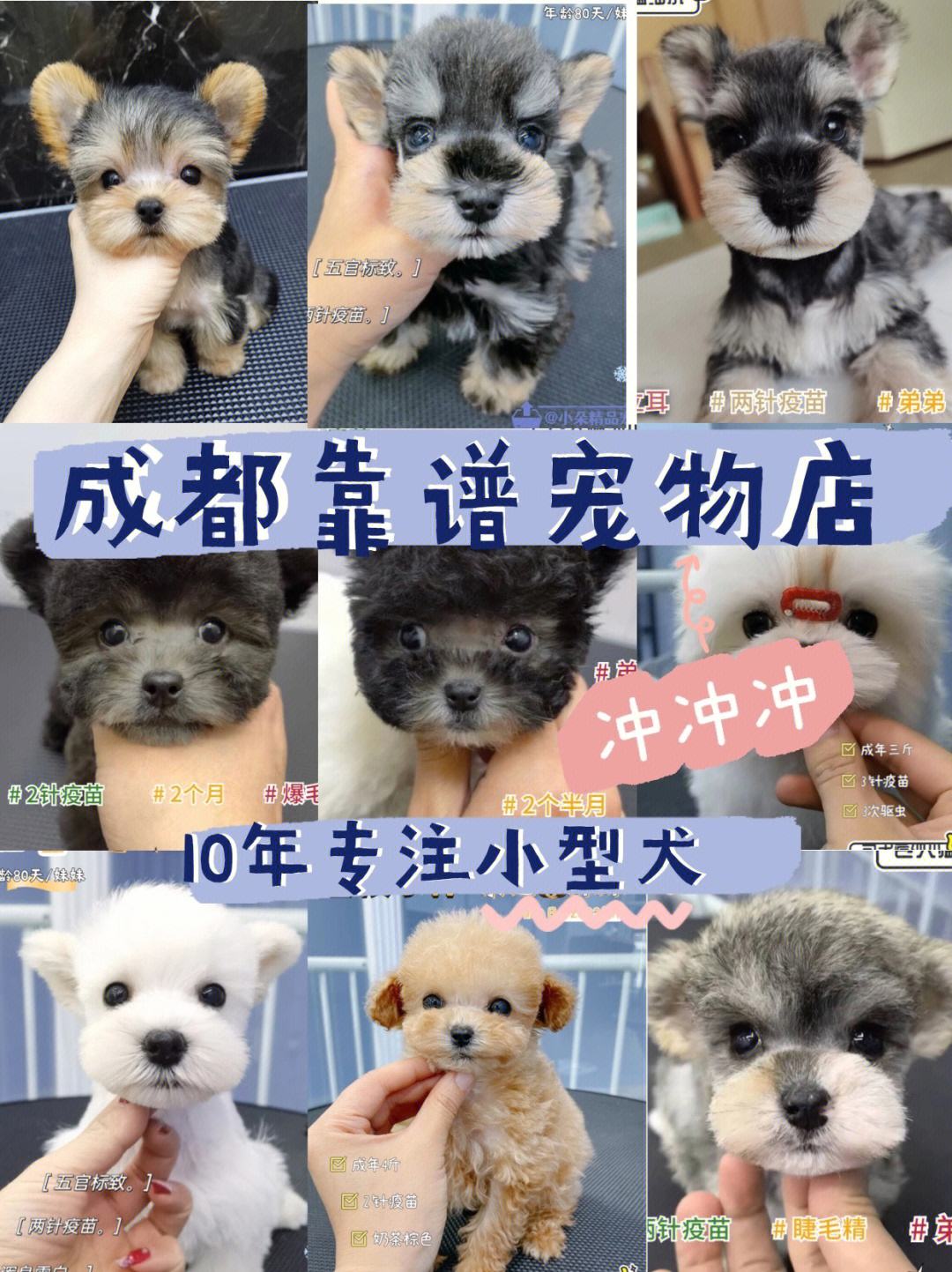 九江靠谱的宠物店-九江宠物店宠物价格