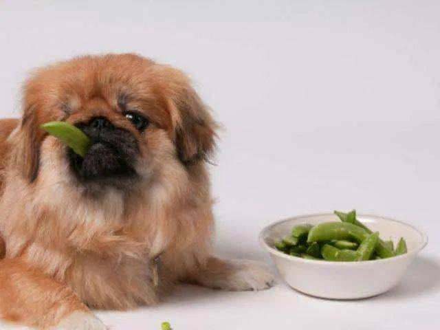 狗狗能吃白萝卜吗-狗狗能吃白萝卜吗炒熟的