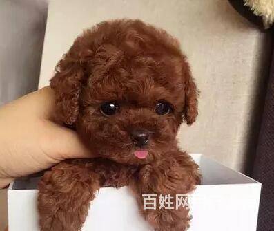 北京泰迪狗-北京泰迪狗狗领养贴吧