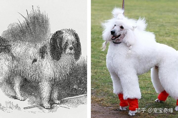 宠物狗的演变-宠物狗的演变过程图片