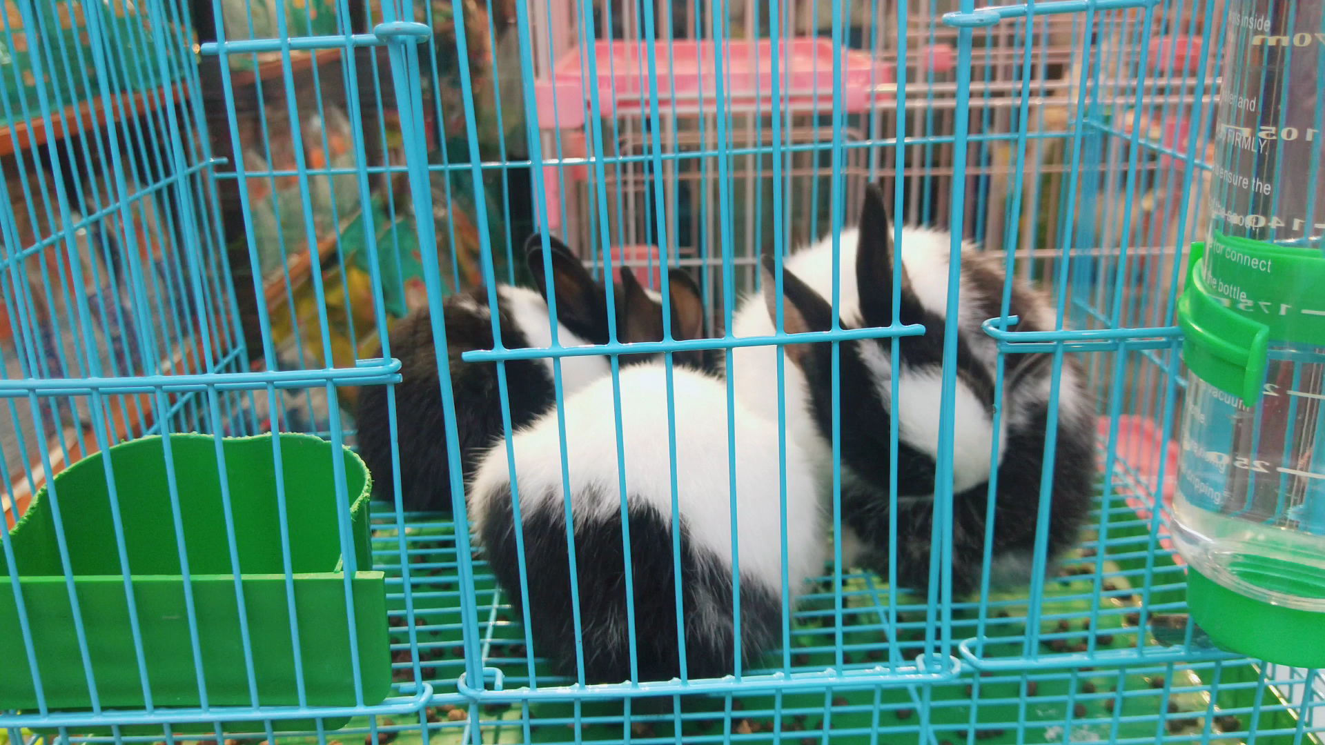 北京兔子宠物店-北京兔子宠物医院