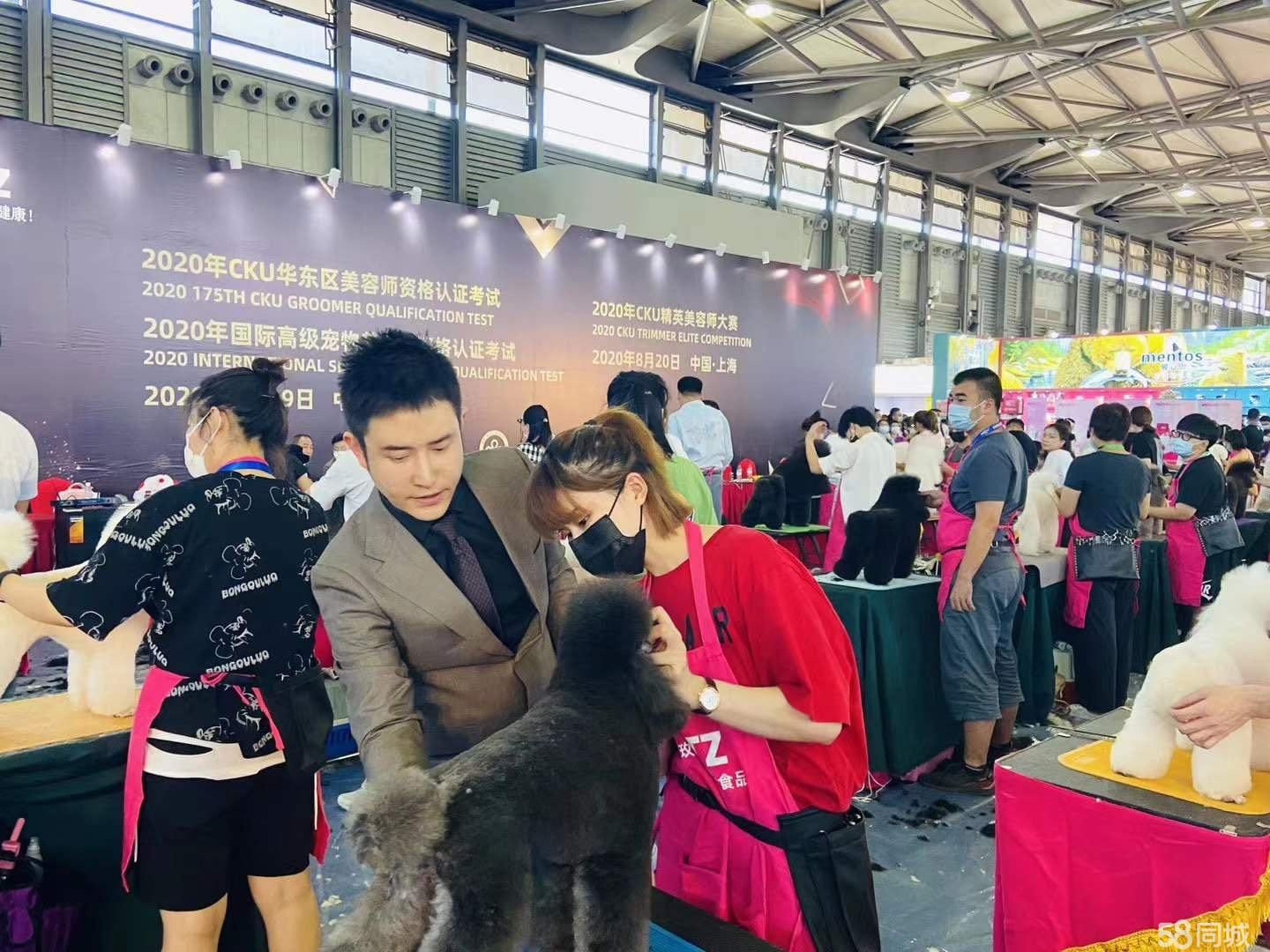 宠物美容师上海-宠物美容师宠物美容培训上海